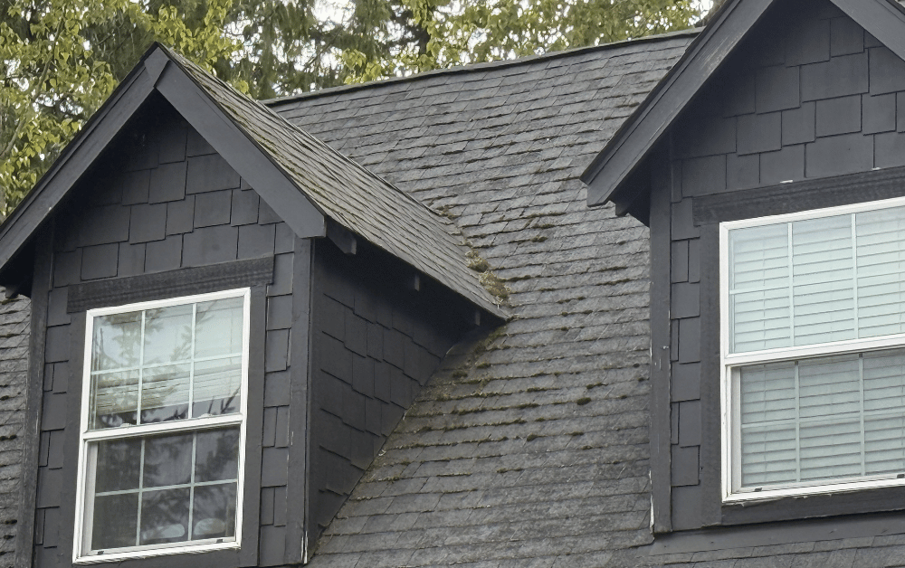 Close up of roof with algae and moss in Hillsboro Oregon