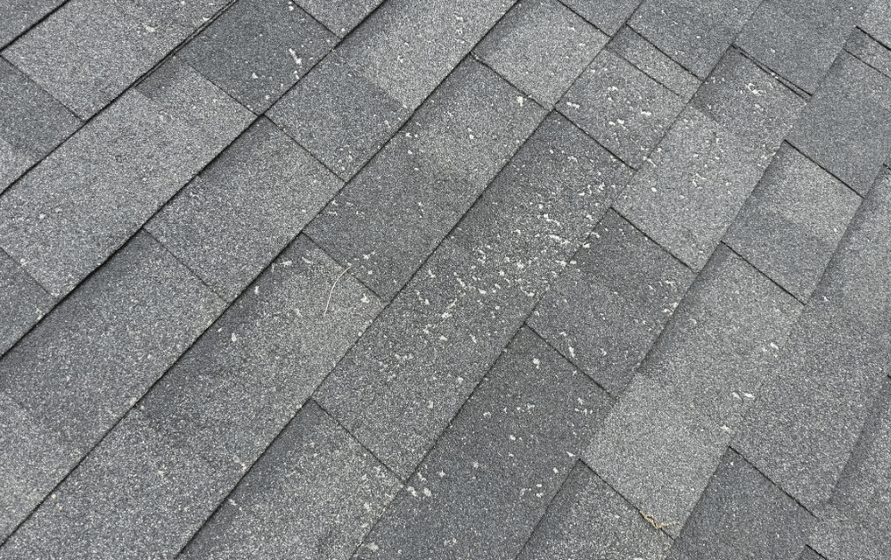 Close up of white algae on roof Hillsboro Oregon.png