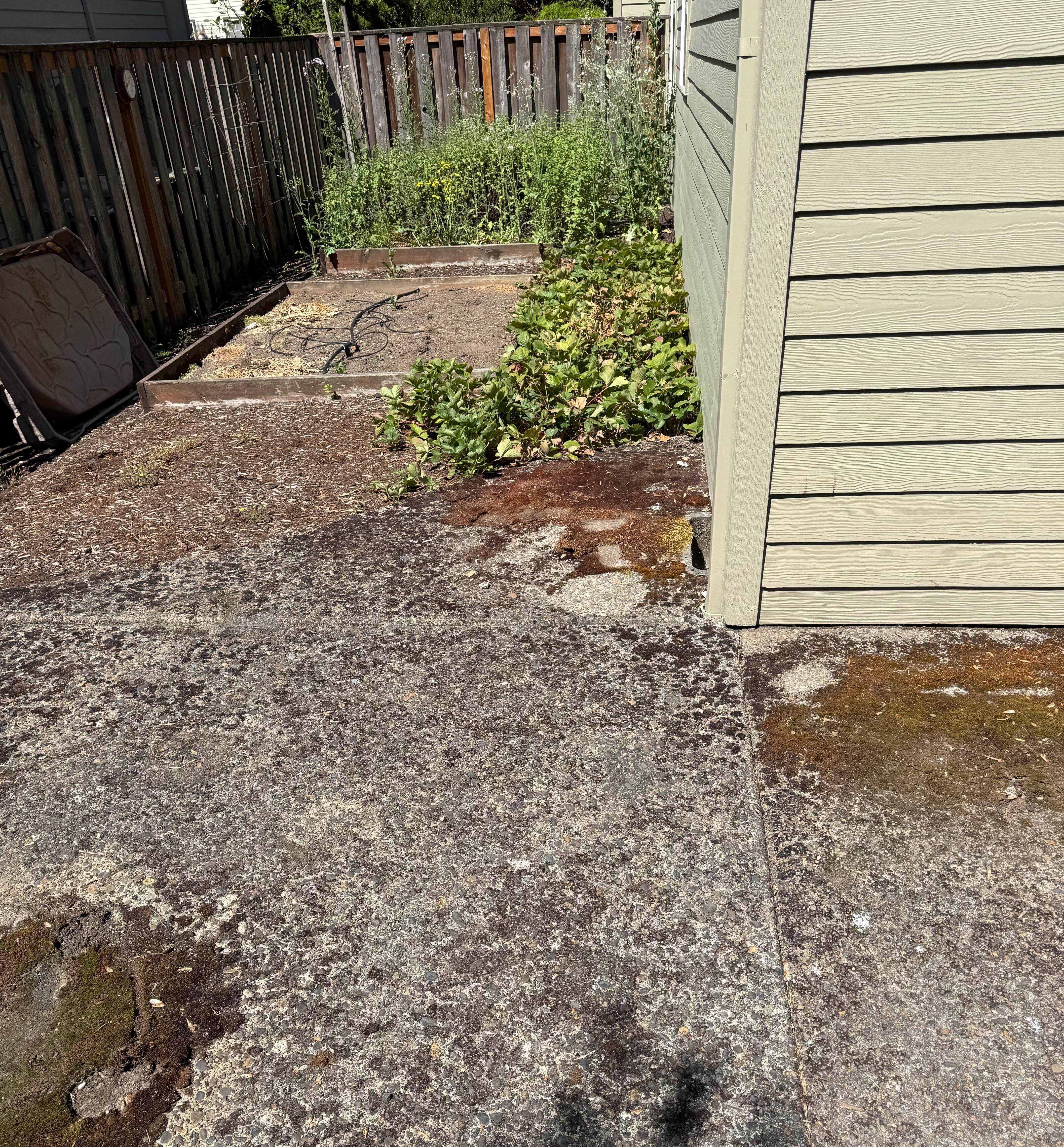 An image of an overgrown corner of concrete and plants