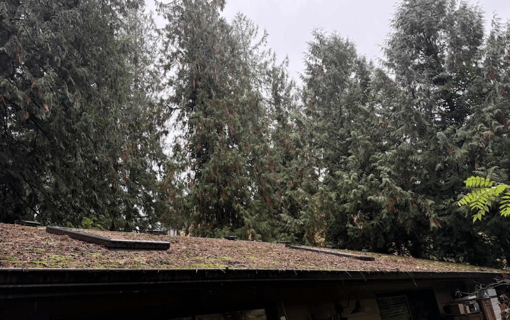 a before photo of roof washing of a home near trees in Hillsboro Oregon