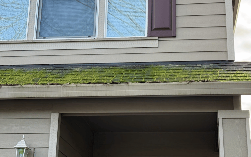 close up of moss on a roof before cleaning in Hillsboro.png