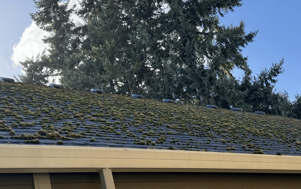 moss and algae on a roof before roof cleaning in Hillsboro Oregon.png